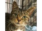 Adopt Maryann a Tiger Striped Domestic Shorthair (short coat) cat in Bridgeport