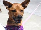 Adopt Carmen Electra a Brown/Chocolate Australian Cattle Dog / Mixed dog in