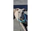 Adopt Hermes a Brindle Whippet / Mixed dog in Vallejo, CA (41275607)