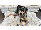 Adopt Willett a Merle Catahoula Leopard Dog / Mixed dog in Loganville