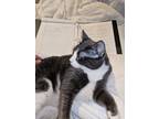 Adopt Scout a Gray or Blue American Shorthair / Mixed (medium coat) cat in