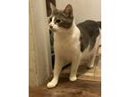 Adopt Lulu a Calico or Dilute Calico Domestic Shorthair / Mixed (short coat) cat