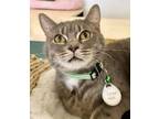 Adopt Caribbean Sunset (Pounce Cat Cafe) a Gray or Blue Domestic Shorthair /