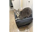 Adopt Nia a Gray, Blue or Silver Tabby Tabby / Mixed (short coat) cat in Coconut