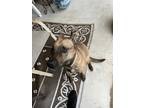 Adopt Major a Brindle Black Mouth Cur / Mixed dog in Lakeland, FL (41275514)