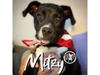 Adopt Mitzi the Laid Back Bestie a Black Pit Bull Terrier dog in Twin Falls