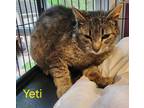Adopt Yeti a Domestic Shorthair / Mixed (short coat) cat in Cambridge