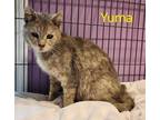 Adopt Yuma a Domestic Shorthair / Mixed (short coat) cat in Cambridge