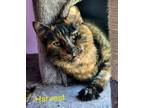 Adopt Harvest a Domestic Shorthair / Mixed (short coat) cat in Cambridge
