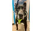 Adopt Dorado a Great Dane / Mixed dog in Reno, NV (41129831)