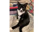 Adopt Snickers a Domestic Shorthair / Mixed (short coat) cat in Hoover