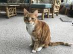 Adopt Hobbes a Orange or Red Tabby Tabby / Mixed (short coat) cat in Limerick