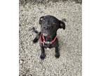 Adopt Marshall a Mixed Breed (Medium) / Mixed dog in Greensboro, NC (41275444)