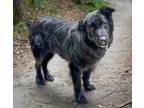 Adopt Baxter II a Mixed Breed (Medium) / Mixed dog in Killen, AL (41275380)