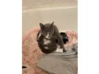 Adopt Pepper a Gray or Blue Domestic Mediumhair / Mixed (medium coat) cat in