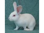 Adopt Pavi a Other/Unknown / Mixed (short coat) rabbit in Scotts Valley