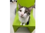 Adopt Pat a Domestic Shorthair / Mixed (short coat) cat in Greeneville