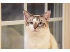 Adopt Moses a Domestic Shorthair / Mixed (short coat) cat in West Union