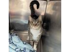 Adopt Clawdia a Domestic Shorthair / Mixed (short coat) cat in Sunrise Beach