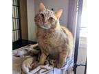 Adopt Marvel a Domestic Shorthair / Mixed (short coat) cat in Sunrise Beach