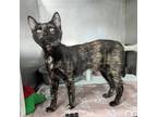 Adopt Jill a Domestic Shorthair / Mixed (short coat) cat in Sunrise Beach