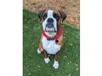 Adopt Ridley a Boxer / Mixed dog in Monroe, WA (41188721)