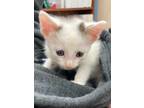 Adopt YoYo a Domestic Shorthair / Mixed (short coat) cat in Brownwood