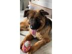 Adopt Teddy a Brown/Chocolate - with Black German Shepherd Dog / Mixed dog in