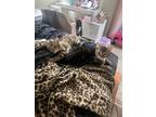 Adopt Chanel & Nala a Brown Tabby American Shorthair / Mixed (short coat) cat in