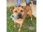 Adopt Arizona a Black Mouth Cur dog in Dickson, TN (40846728)