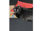 Adopt Dahlia a All Black Domestic Longhair / Mixed (long coat) cat in