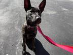 Adopt Raya—located in Michigan a Brindle Dutch Shepherd dog in Imlay City
