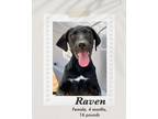 Adopt Raven a Black - with White Labrador Retriever dog in Lukeville