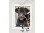 Adopt Trufa a Black - with White Labrador Retriever dog in Lukeville
