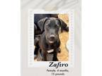 Adopt Zafiro a Black Labrador Retriever dog in Lukeville, AZ (41275170)
