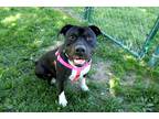 Adopt Terry a Black - with White Mixed Breed (Medium) / Mixed dog in Mebane