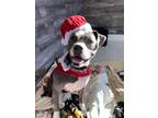 Adopt Dean a Gray/Silver/Salt & Pepper - with White Mixed Breed (Medium) dog in