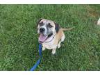 Adopt Goose a Tan/Yellow/Fawn - with Black Mixed Breed (Medium) / Mixed dog in