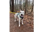 Adopt PJ a White - with Black Mixed Breed (Medium) dog in Mebane, NC (39077856)