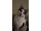 Adopt Maleficent a Black & White or Tuxedo American Shorthair / Mixed (medium