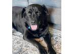 Adopt Reno a Rottweiler / Mixed dog in Columbia, IL (40360601)