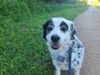 Adopt Tally a White - with Black Great Pyrenees / St. Bernard / Mixed dog in