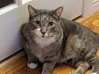 Adopt Fyodor a Gray or Blue (Mostly) Domestic Shorthair / Mixed (short coat) cat