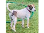 Adopt Rodolfo a White - with Brown or Chocolate Bull Terrier / Mixed dog in