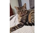 Adopt Pepper a Brown Tabby Domestic Shorthair / Mixed (short coat) cat in