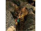 Adopt Lucy a Gray or Blue (Mostly) Domestic Shorthair / Mixed (short coat) cat