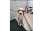 Adopt Mia a White - with Brown or Chocolate Poodle (Standard) / Mixed dog in
