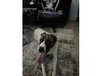 Adopt Nala a White - with Brown or Chocolate Catahoula Leopard Dog / Jack