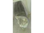 Adopt Piglet a Gray, Blue or Silver Tabby Tabby / Mixed (short coat) cat in