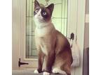 Adopt Jasper a Brown or Chocolate (Mostly) Siamese / Mixed (short coat) cat in
